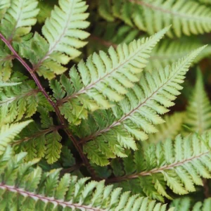Purple Fern Plant Live, 1 Plant, 4 Inches Potted, Fern Live Plants, Ground Cover Plant For Garden Indoors Outdoors