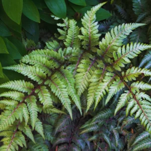 Purple Fern Plant Live, 1 Plant, 4 Inches Potted, Fern Live Plants, Ground Cover Plant For Garden Indoors Outdoors