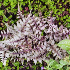 Purple Fern Plant Live, 1 Plant, 4 Inches Potted, Fern Live Plants, Ground Cover Plant For Garden Indoors Outdoors