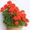 2 Red Geranium Plants Live, 4 Inches Potted, Geranium Flower Plants