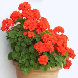 2 Red Geranium Plants Live, 4 Inches Potted, Geranium Flower Plants