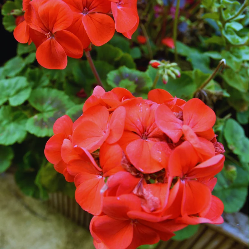 2 Red Geranium Plants Live, 4 Inches Potted, Geranium Flower Plants