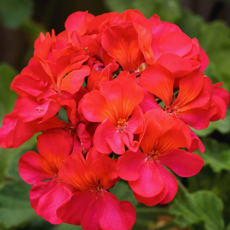 2 Red Geranium Plants Live, 4 Inches Potted, Geranium Flower Plants