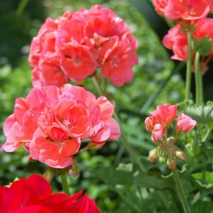 2 Salmon Geranium Plants Live, 4 Inches Potted, Geranium Flower Plants