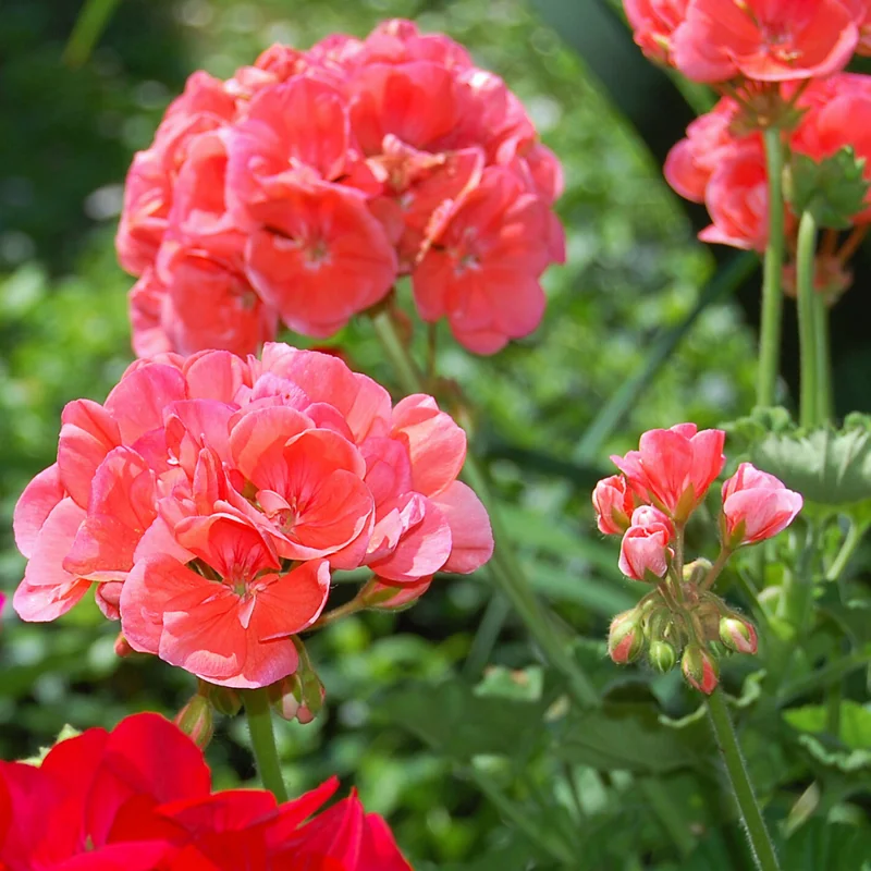 2 Salmon Geranium Plants Live, 4 Inches Potted, Geranium Flower Plants