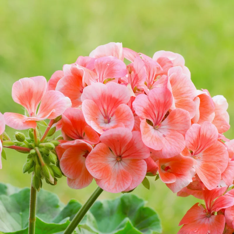 2 Salmon Geranium Plants Live, 4 Inches Potted, Geranium Flower Plants