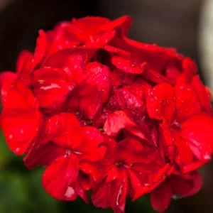 Geranium Plants, 4 Red Geranium Flower Plants, 4 To 6 Inches Tall