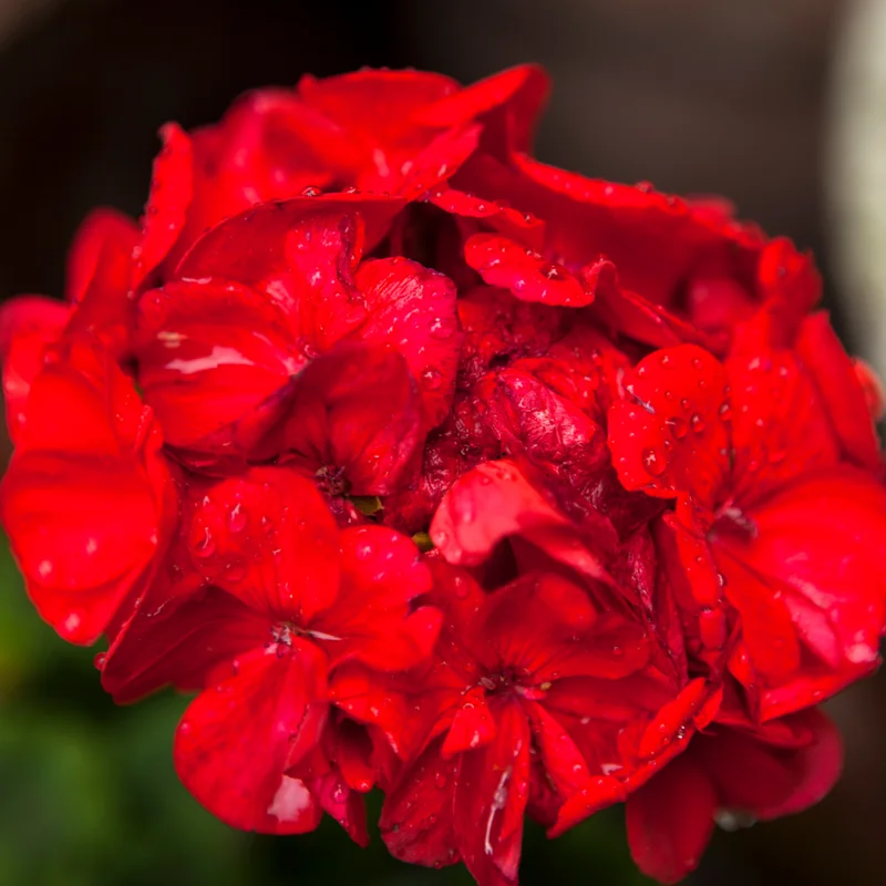 Geranium Plants, 4 Red Geranium Flower Plants, 4 To 6 Inches Tall