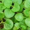Live Cuban Oregano Plants, 4 Plants, Cuban Oregano Plants, 2 Plants Per Pot