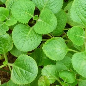 Live Cuban Oregano Plants, 4 Plants, Cuban Oregano Plants, 2 Plants Per Pot