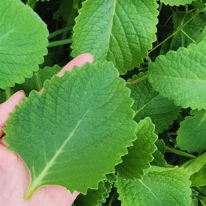 Live Cuban Oregano Plants, 4 Plants, Cuban Oregano Plants, 2 Plants Per Pot