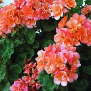 2 Salmon Geranium Plants Live, 4 Inches Potted, Geranium Flower Plants