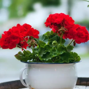Geranium Plants, 4 Red Geranium Flower Plants, 4 To 6 Inches Tall