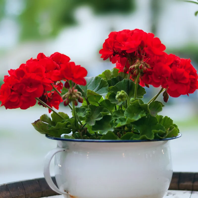 Geranium Plants, 4 Red Geranium Flower Plants, 4 To 6 Inches Tall