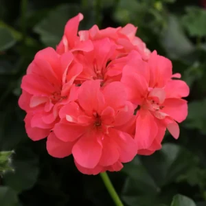 Geranium Plants, 4 Salmon Geranium Flower Plants, 4 To 6 Inches Tall