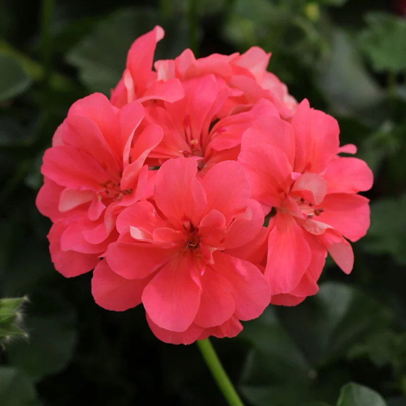Geranium Plants, 4 Salmon Geranium Flower Plants, 4 To 6 Inches Tall