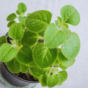 Live Cuban Oregano Plants, 4 Plants, Cuban Oregano Plants, 2 Plants Per Pot