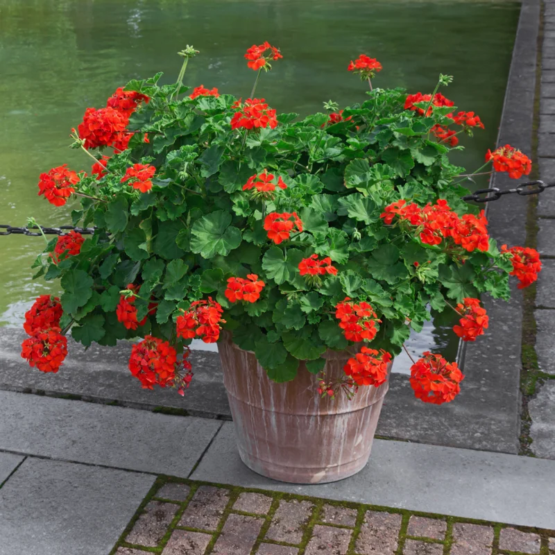 2 Red Geranium Plants Live, 4 Inches Potted, Geranium Flower Plants