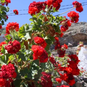 Geranium Plants, 4 Red Geranium Flower Plants, 4 To 6 Inches Tall