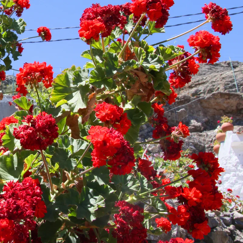 Geranium Plants, 4 Red Geranium Flower Plants, 4 To 6 Inches Tall