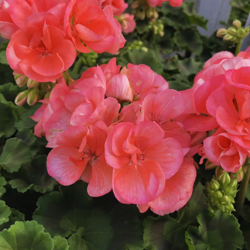 Geranium Plants, 4 Salmon Geranium Flower Plants, 4 To 6 Inches Tall