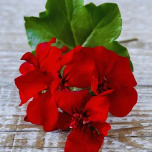 Geranium Plants, 4 Red Geranium Flower Plants, 4 To 6 Inches Tall