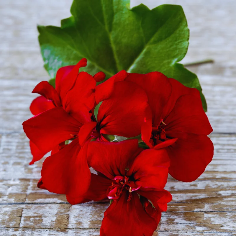 Geranium Plants, 4 Red Geranium Flower Plants, 4 To 6 Inches Tall