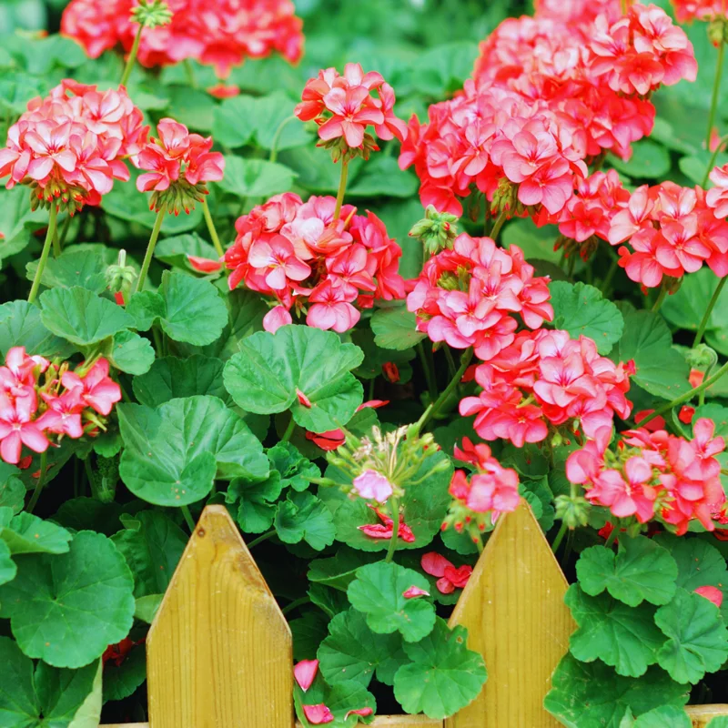 Geranium Plants, 4 Red Geranium Flower Plants, 4 To 6 Inches Tall