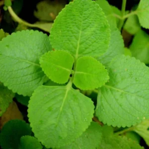 Live Cuban Oregano Plants, 4 Plants, Cuban Oregano Plants, 2 Plants Per Pot