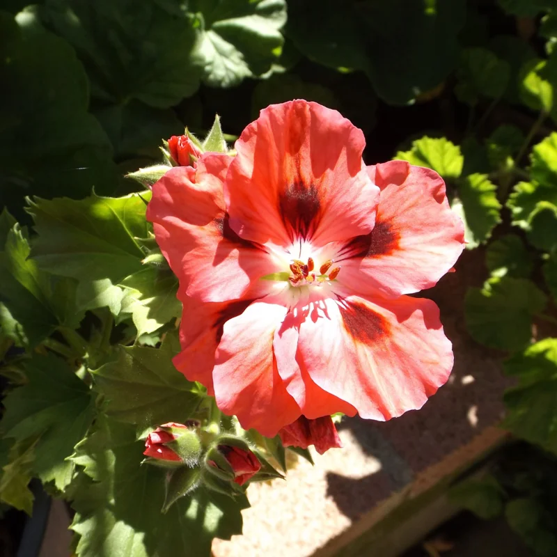 Geranium Plants, 4 Salmon Geranium Flower Plants, 4 To 6 Inches Tall