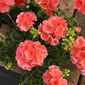 Geranium Plants, 4 Salmon Geranium Flower Plants, 4 To 6 Inches Tall