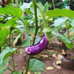 Purple Eggplant Plant Live In 4 Inches Pot, Live Eggplant Vegetable Plant