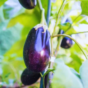 Purple Eggplant Plant Live In 4 Inches Pot, Live Eggplant Vegetable Plant