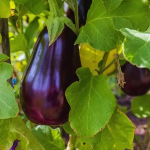 2 Live Purple Eggplant Plants Live, 4 To 6 Inches Tall, Eggplant Starter Plant Pot