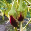 Purple Eggplant Plant Live In 4 Inches Pot, Live Eggplant Vegetable Plant