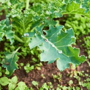 Kale Plants Live, Kale Vegetable Plant Live, 4 Inches Pot