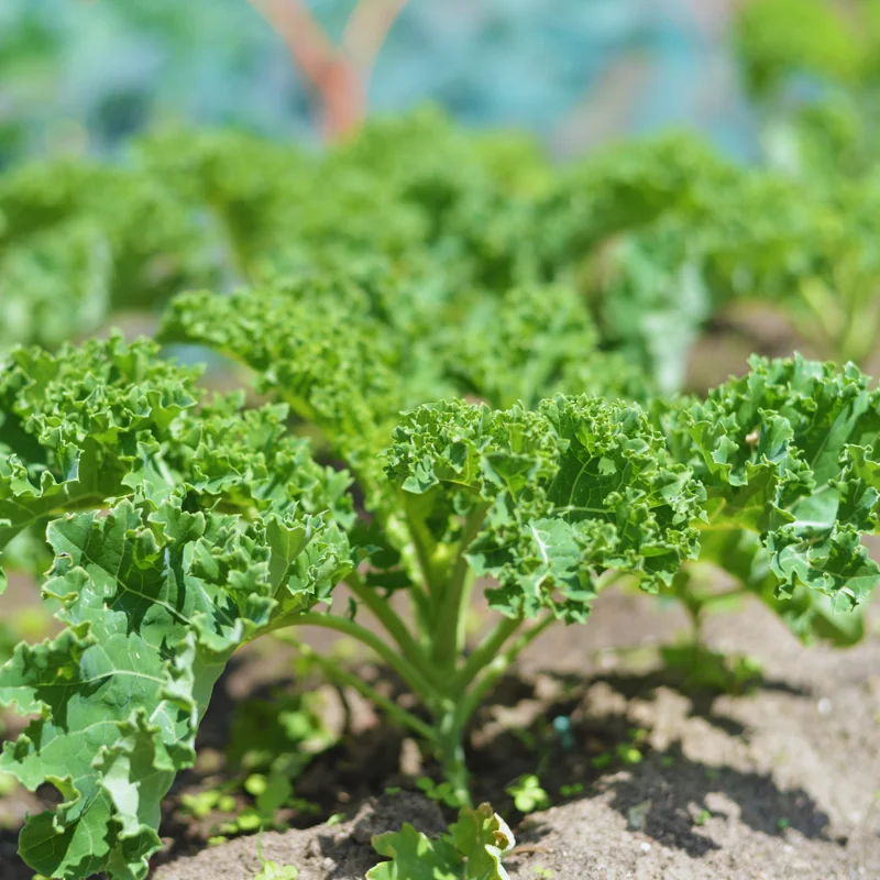 Kale Plants Live, Kale Vegetable Plant Live, 4 Inches Pot