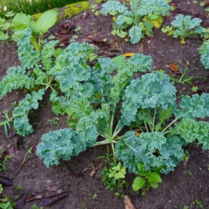 Kale Plants Live, Kale Vegetable Plant Live, 4 Inches Pot