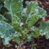 Set 2 Live Kale Plants, 4 To 7 Inches Tall, Kale Starter Plants