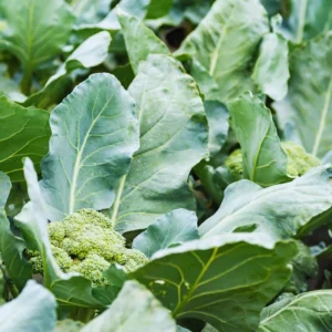 Broccoli Vegetable Plants Live, 4 To 6 Inches Tall, Broccoli Plants Live Starter Plant