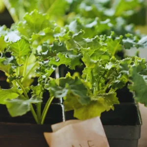 Kale Plants Live, Kale Vegetable Plant Live, 4 Inches Pot