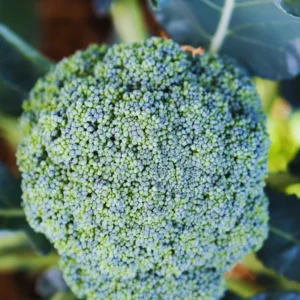 Broccoli Vegetable Plants Live, 4 To 6 Inches Tall, Broccoli Plants Live Starter Plant