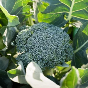 Broccoli Vegetable Plants Live, 4 To 6 Inches Tall, Broccoli Plants Live Starter Plant
