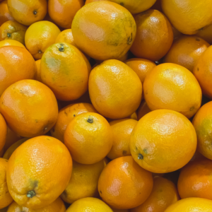 Live Valencia Orange Tree, Outdoor Valencia Orange Tree, Live Valencia Orange Tree Plant Outdoor, 3 Feet Tall Potted Tree