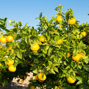 Large Valencia Orange Tree Live Plant 2 To 3 Feet Tall, Valencia Orange Fruit Tree Live, Valencia Orange Outdoor Potted Tree No Ship To CA, HI, PR, GU, AK