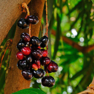 Black Plum Tree Live Plant, Java Plum Tree, Syzygium Malabar Plum Plant, Jamun Duhat Tree, 14 to 22 Inc Tall, No Pot