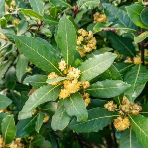 Bay Laurel Tree Live Plant, 12-24 Inches, Bay Leaf Herb for Garden or Patio, Full Sun/Partial Shade, Zones 8-11
