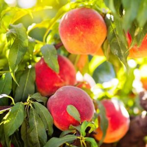 Red Peach Tree Live Plant, 1-2 Feet Tall, Fruit-Bearing Peach Tree for Planting, Cold-Hardy, Full Sun, Zones 5-9