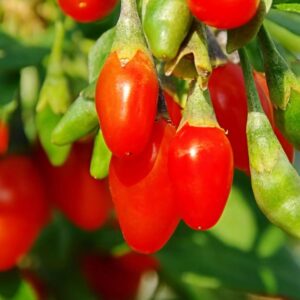 Live Goji Berry Plant Bush for Planting, Goji Berry Ready to Plant, 4 to 10 Inc Tall, Come In Pot, Goji Berries Tree Plant Live