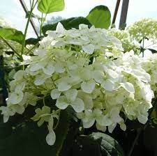 White to Green Pink Hydrangea Plants Live in Quart Pot, Hydrangea Live Plants Change Color Perennial Planting Indoor Outdoor, Long Lasting Blooms Flower Hydrangea
